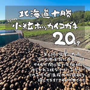 ※落ちこぼれでも味はプロ級※必死のチビじゃがホッカイコガネver. 20kg