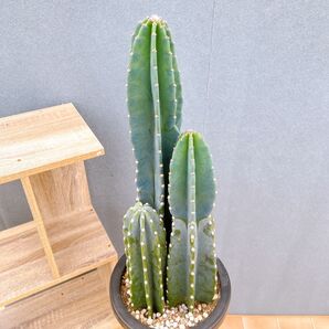 現品 サボテン 柱サボテン 鬼面角 3本植え ドライガーデン 地植え インテリアグリーン 多肉植物