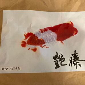 即配送 高級らんちゅう用飼料 艶藤 約500g