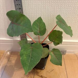 フィカス ペティオラリス実生