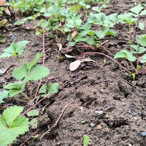 苺の苗 4株 いちご苗 イチゴ苗