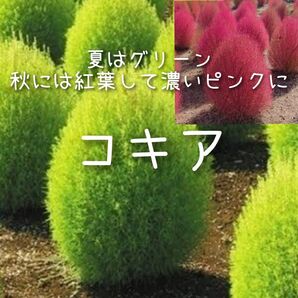 【コキアのタネ】100粒 種子 種 ホウキグサ 花 観葉 景観 ガーデニング