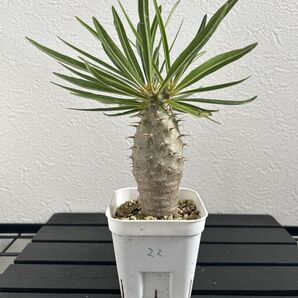 管理番号【22】実生 パキポディウム グラキリス