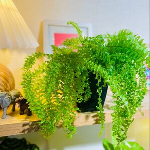 ふわふわ葉っぱが可愛い!育てやすい可愛い観葉植物 ネフロレピス ツデー ツディ 鉢のまま発送!すぐ飾れます!