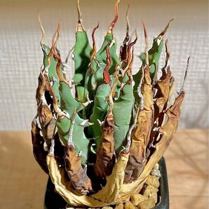 安心の発根済!希少種【陽炎】アガベエボリスピナ!美型優良株大放出!陶器鉢のまま発送!