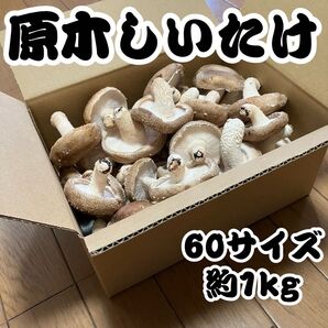 【産地直送】神奈川県産 原木生しいたけ 朝採れ 60サイズ 1kg