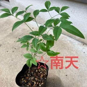《南天》実生苗☆縁起の良い木☆難を転じる☆観葉植物