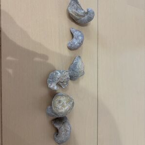 化石 6個セット