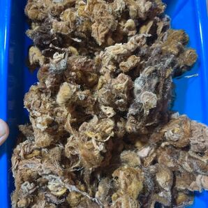 山形県産 ゼンマイ綿毛 41g