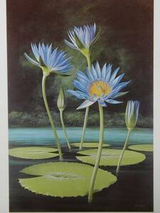 Paul Jones、Nymphaea capensis―blue water-lily、希少・画集画、新品額装付、y321