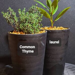 ヤマト便送料込み・当店育成無農薬実生コモンタイム・挿し木発根済みローレル(月桂樹)・3.5号セラアート鉢植え2点セット発送