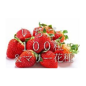 いちごの種100粒+マリーゴールド花種+選べる粗品+全国匿名送料無料です\(^o^)/