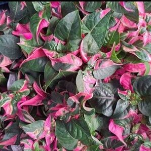 ◆画像より3苗◆綺麗な発色◆ピンクの斑入りマジックリーフピンクファイヤー◆イレシネ 観葉植物 送料無料匿名配送