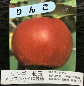 紅玉(ジョナサン)りんご 接木苗木