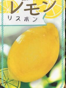 レモン リスボン 苗木