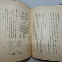 「実用昆虫学」　丸毛信勝　古今書院　カマキリ　トンボ　ゾウムシ　ダンゴムシ　線引き少し　函欠400_画像10