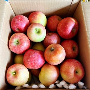 山形県産 小玉りんご ご家庭向け10kg