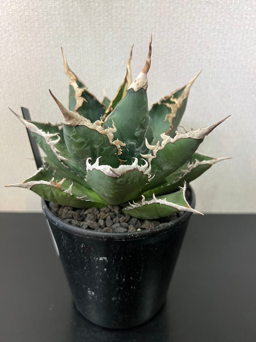 アガベ ホリダ jeremy氏選抜株｜Yahoo!フリマ（旧PayPayフリマ）