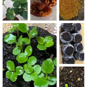 42. パンダガジュマルの種 10粒+α