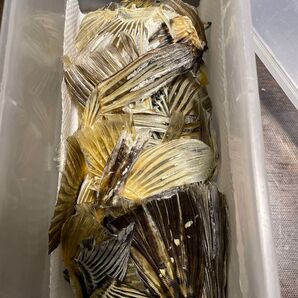 割烹料理店使用の熊本陸上養殖ふぐのひれ 乾燥ひれは約60枚