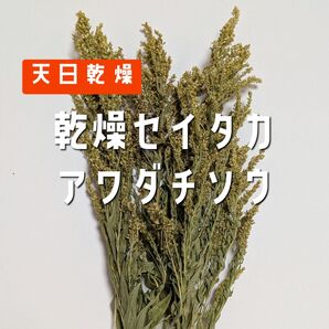 兵庫県産 乾燥セイタカアワダチソウ 50グラム