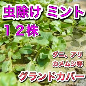 ◆12株 虫よけミント ペニーロイヤル 苗 根付 虫除け グランドカバー ダニ カメムシ アリ 防虫 ハーブ ミント 無農薬
