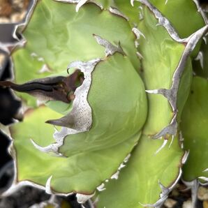 アガベ チタノタ lize血統 ハデス 子株 発根すみ 送料込み 鉢のまま発送