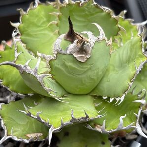 アガベ チタノタ lize血統 フィリグリー 発根すみ 送料込み 鉢のまま発送