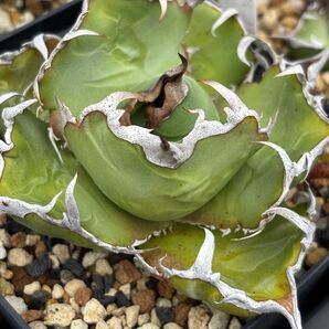 アガベ チタノタ lize血統 白鯨 発根すみ 送料込み 鉢のまま発送 agave titanota