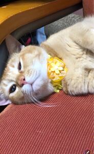 ペット用品、猫シュシュ、犬首輪、鈴付き、イエロー