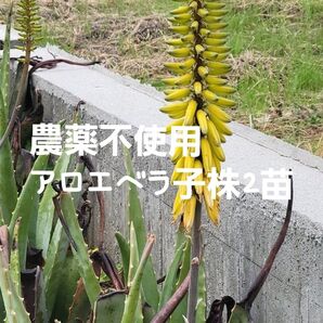 農薬不使用 アロエベラ 子株2苗 アロエ
