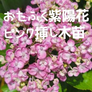 紫陽花 アジサイ 挿し木苗1 おたふくピンク