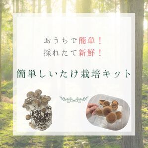 簡単しいたけ栽培キット