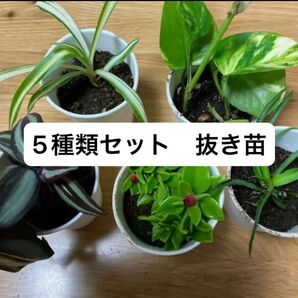 観葉植物 多肉植物 抜き苗 5種類