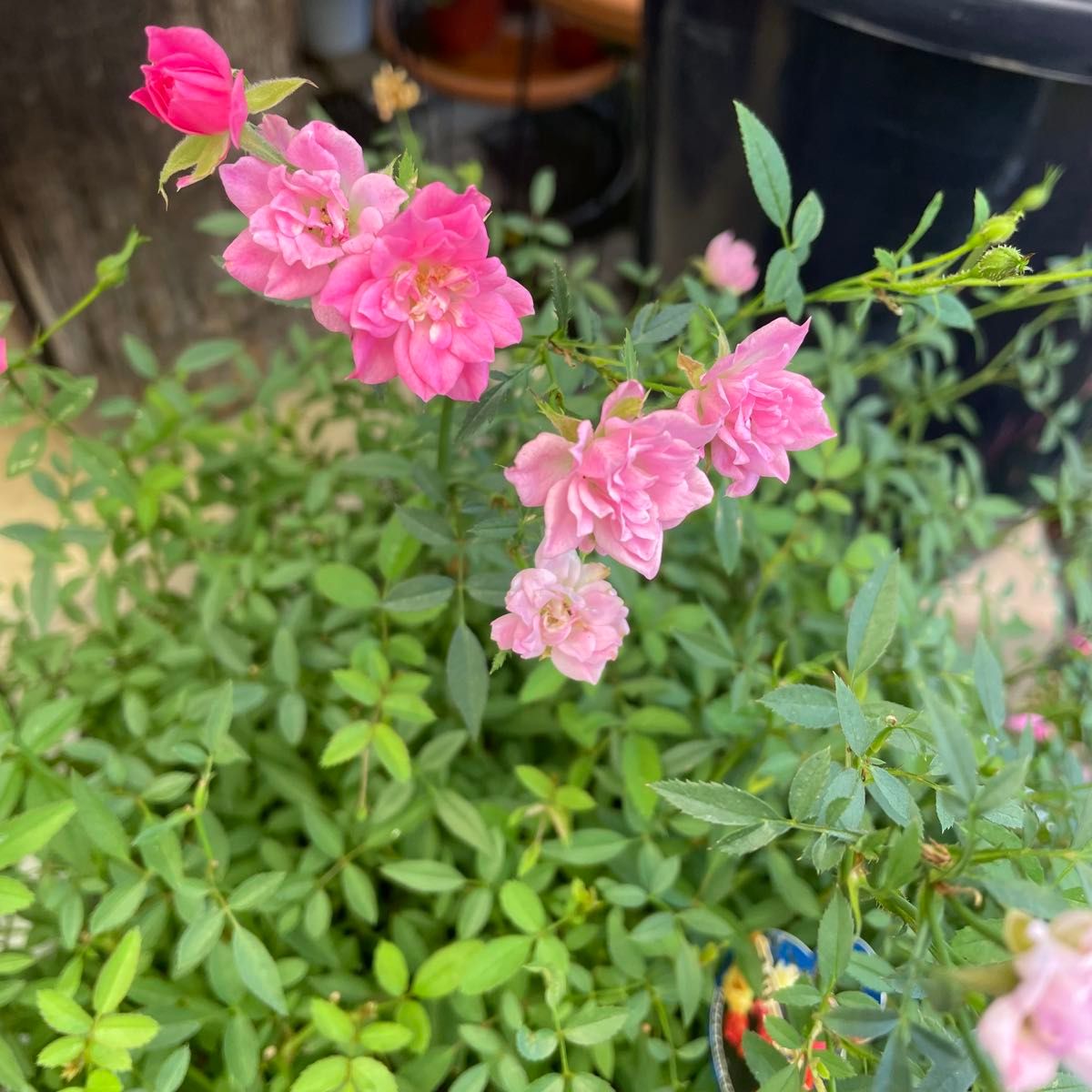 香る 人気の【四季咲き】レースラベンダー お花も可愛い｜Yahoo!フリマ