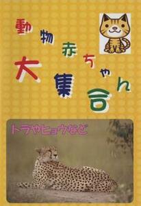  животное младенец большой набор 2 тигр . леопард и т.п. б/у DVD