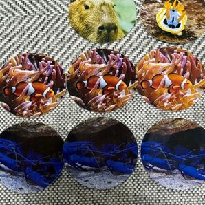 鳥羽水族館 シールくじ