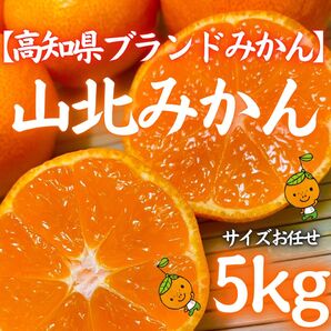 5ブランドみかん 高知県産 山北みかん5kg 特産 産地直送 蜜柑 送料無料