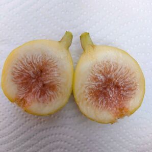 【太さ1.0~2.0cm程度】イチジク(Figue De Marseille)挿し木用穂木 2本