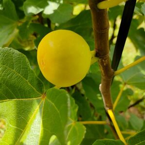 【太さ1.0~2.0cm程度】イチジク(Mary Lane)挿し木用穂木2本