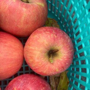 青森県弘前市産規格外コウリンサイズ混合2