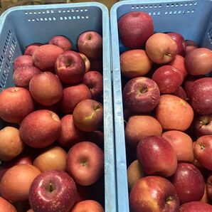 青森県弘前市産 規格外 昴林 良品色サイズ混合5