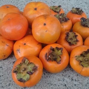 兵庫県産 次郎柿 4kg