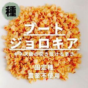 【種】ブート・ジョロキア 農薬不使用 10粒