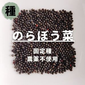 【種】のらぼう菜 農薬不使用 200粒