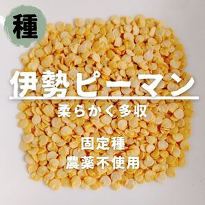 【種】伊勢ピーマン 農薬不使用 20粒