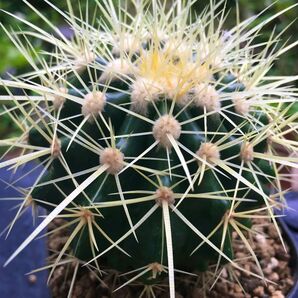 【激安】金鯱 キンシャチ 大株 棘多 美形 サボテン 良株 美株 丈夫 多肉植物 観葉植物 大人気 高品質