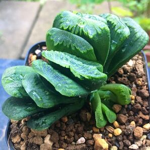 【激安】グリーン玉扇 子株付き ハオルチア 良株 美株 サボテン 多肉植物 観葉植物 丈夫 人気 高品質