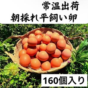 160個入り 佐伯養鶏(旧:宮下養鶏)の朝採れ平飼い卵