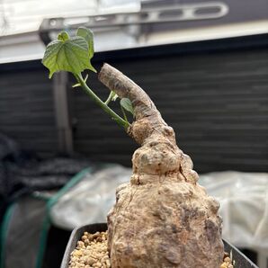 希少 超レア 塊根植物 firmiana colorata フィルミアナ ・コロラータ 植木鉢発根管理中 コーデックス